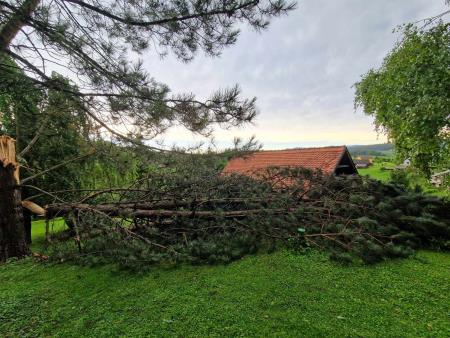 Veter je lomil drevesa 2